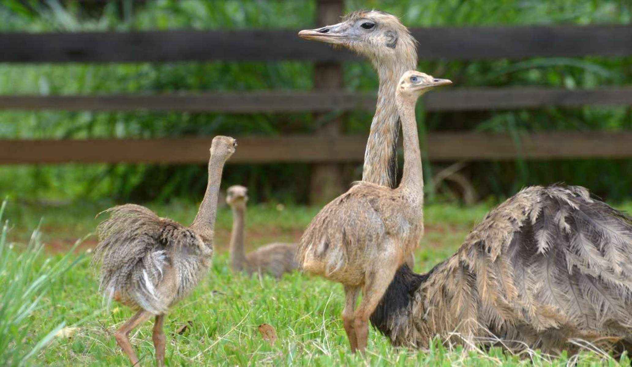 Os cuidados com as sete novas emas do zoológico ficam por conta do pai