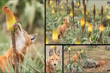 O tempo gasto pelo lobo lambendo o néctar de uma flor variou entre 3 e 15 segundos -  (crédito: Divulgação/Adrien Lesaffre)