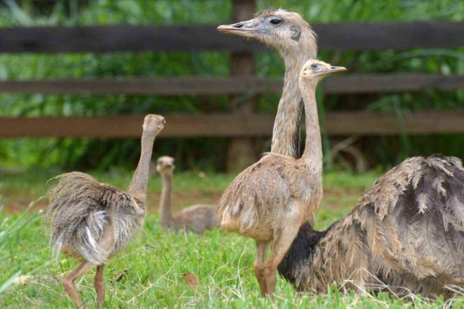 Os cuidados com as sete novas emas do zoológico ficam por conta do pai -  (crédito:  Ed Alves/CB/DA.Press)