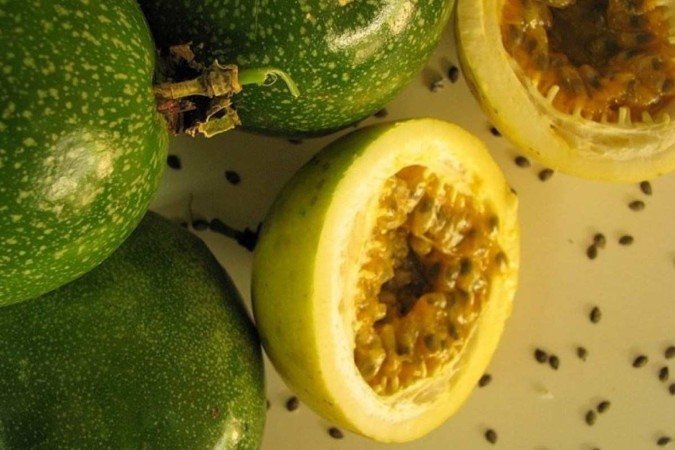 No fim das atividades, segundo a Embrapa, os participantes estarão aptos a produzir mudas de maracujá de alta qualidade, utilizando técnicas modernas e eficientes