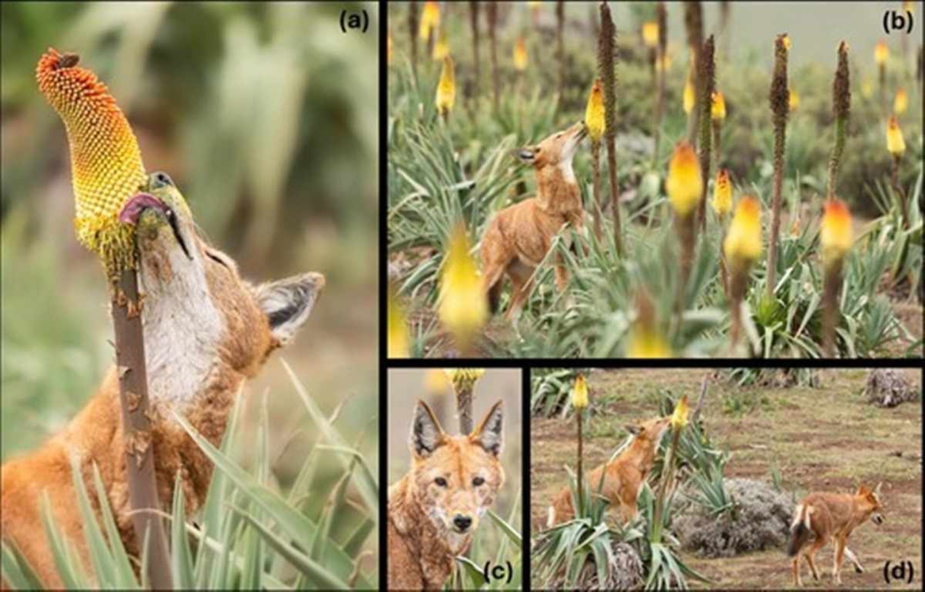 Lobos podem ser considerados os primeiros polinizadores carnívoros