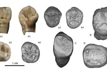 Junto dos fósseis, foram encontrados artefatos, ferramentas de pedra e ossos de animais -  (crédito: Reprodução/Christopher Bae)