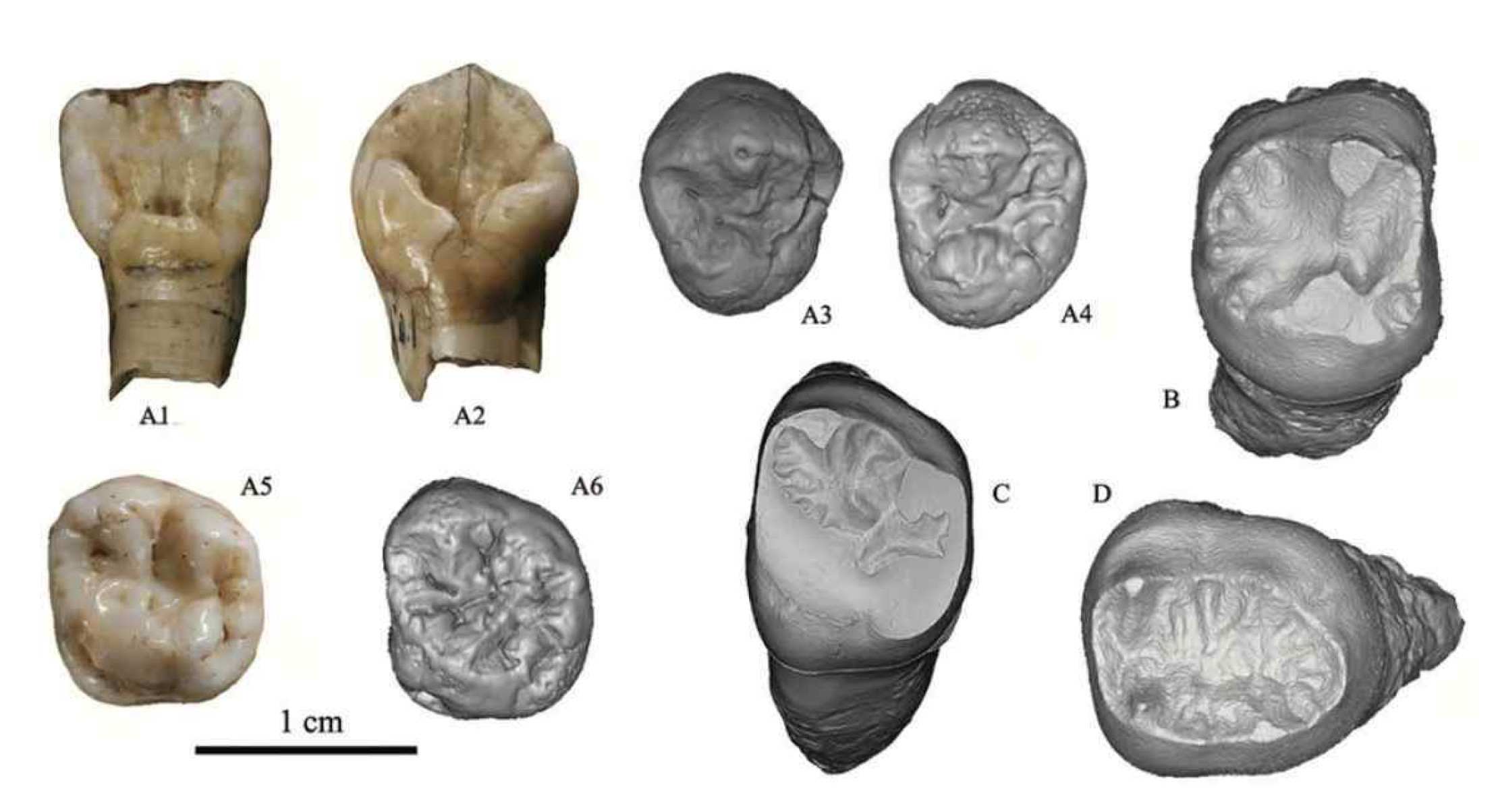 Com crânio gigante, nova espécie humana é descoberta na China: o 'homo juluensis'