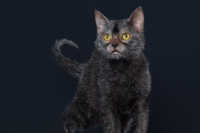 O lykoi é uma raça considerada rara e lembra o mítico lobisomem (Imagem: Cicafotos | Shutterstock)  -  (crédito: EdiCase)