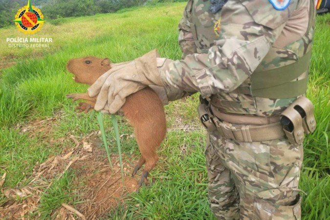 Sete filhotes de capivara e um saruê são resgatados nas proximidades do Lago Paranoá
- (crédito: PMDF) Sete filhotes de capivara e um saruê são resgatados nas proximidades do Lago Paranoá
- (crédito: PMDF)