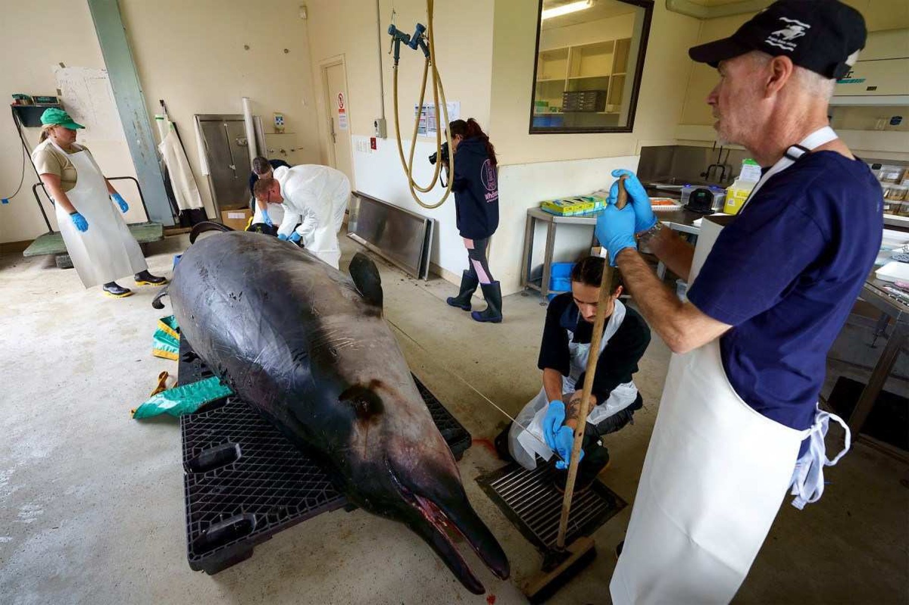 Baleias-de-dentes-de-espada: corpo do animal é estudado pela 1ª vez na história