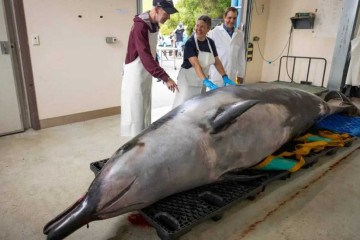 Em 2 de dezembro, cientistas analisaram o animal encontrado morto em uma praia remota da Nova Zelândia -  (crédito: Reprodução/Michael HAYWARD/ DEPARTMENT OF CONSERVATION - NEW ZEALAND/AFP)