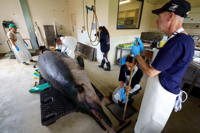 Os cientistas esperaram ter algumas respostas já na próxima semana -  (crédito: Reprodução/Michael HAYWARD/ DEPARTMENT OF CONSERVATION - NEW ZEALAND/AFP)