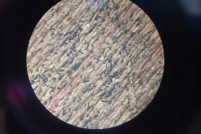 As ovitrampas coletam ovos do mosquito transmissor da dengue e também são relevantes para monitoramento