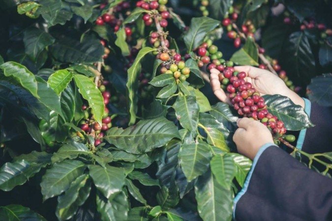 Produções sustentáveis do café têm mais chances de serem valoradas com o projeto. - (crédito: freepink/reprodução) Produções sustentáveis do café têm mais chances de serem valoradas com o projeto. - (crédito: freepink/reprodução)