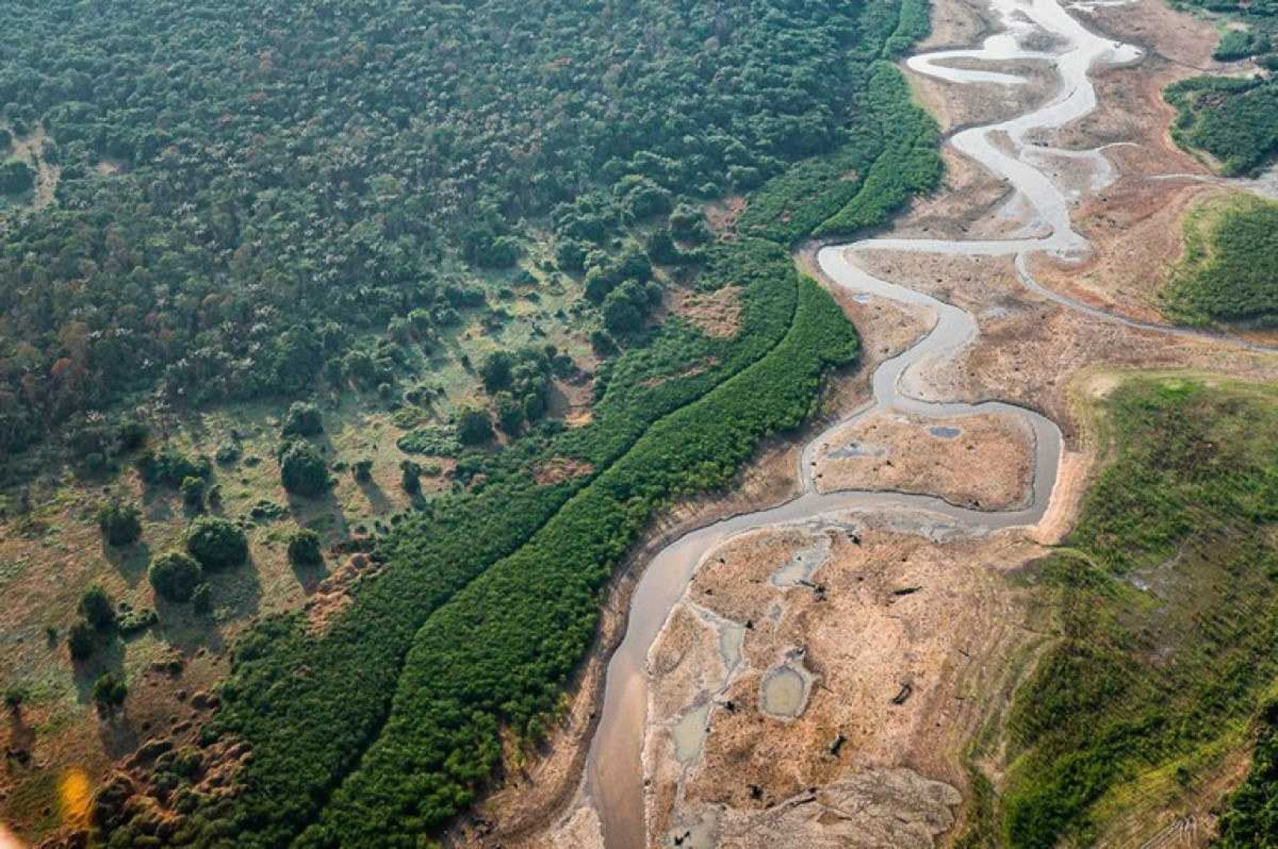 Apenas 25% das florestas tropicais têm alta qualidade para abrigar animais