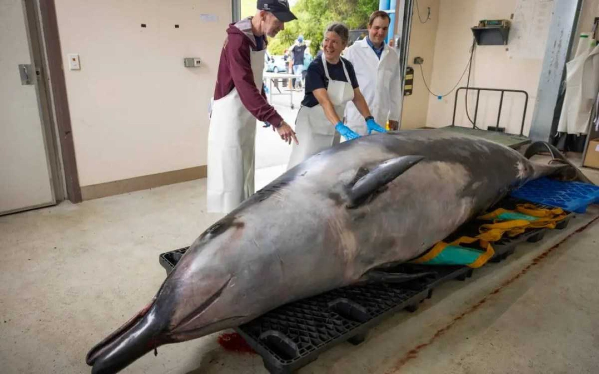 Cientistas desvendam segredos de baleia rara nunca vista viva no mar