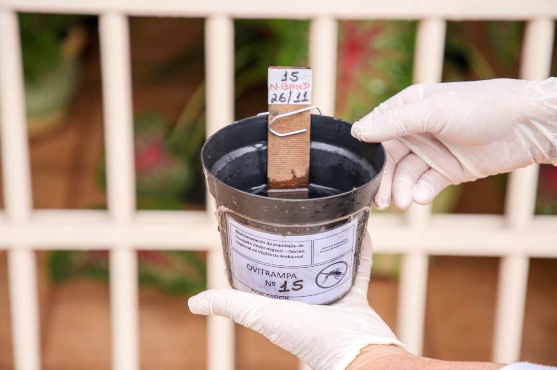 Armadilhas contra o Aedes aegypti intensificam combate à dengue