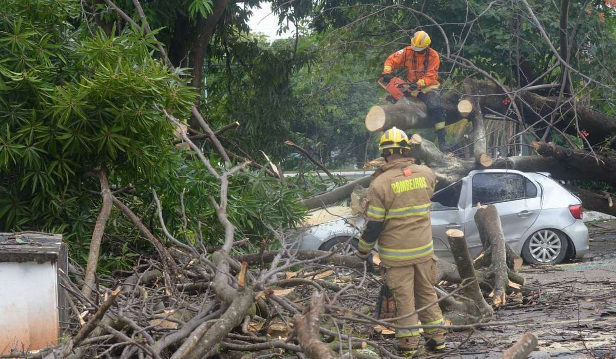  03/12/2024 Credito: Ed Alves/CB/DA.Press. Cidades. Árvore cai e atinge 4 carros e moto no Sudoeste. 