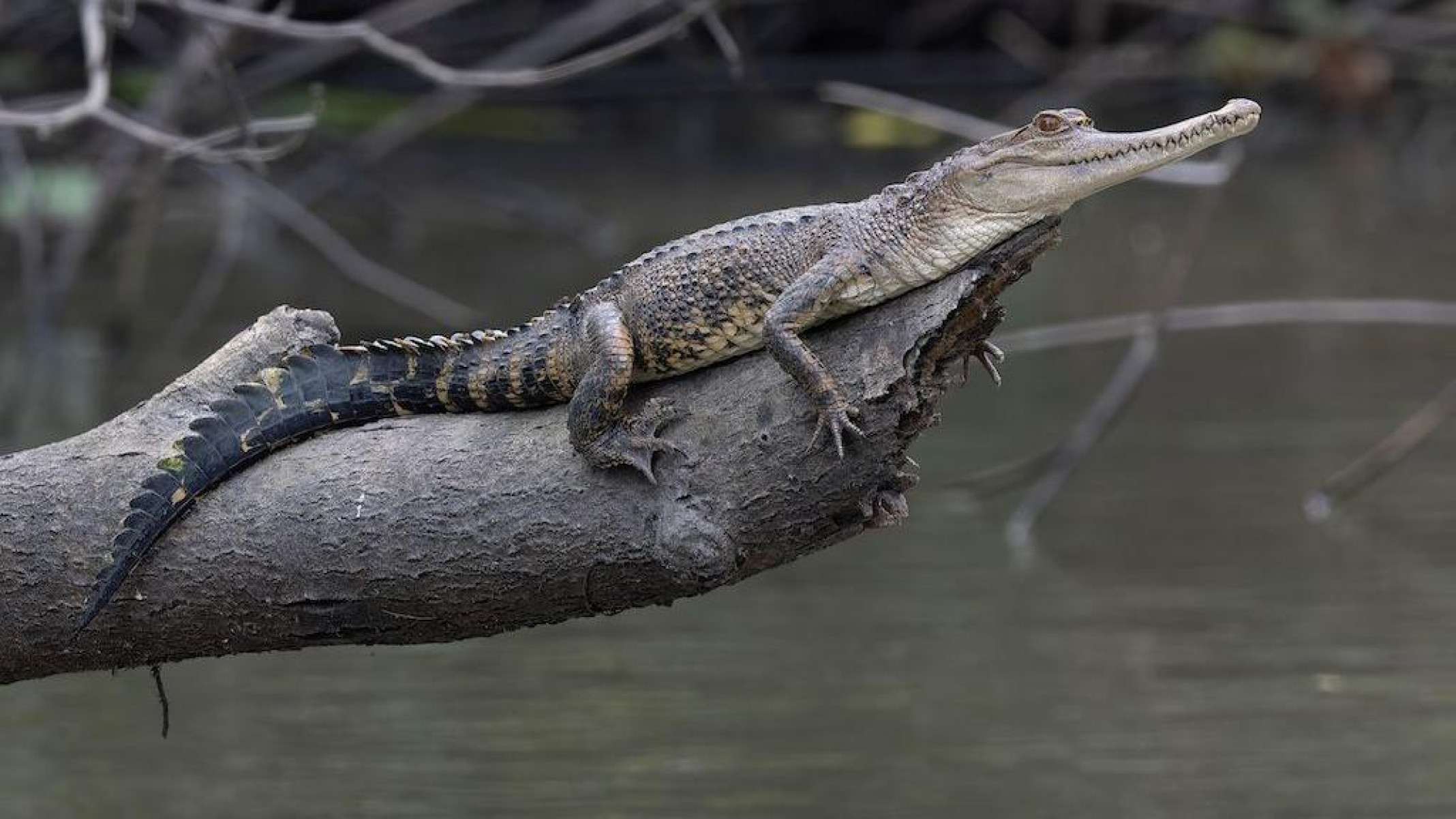 A coruja-das-torres do Príncipe emite um som bastante característico -  (crédito: WWF)