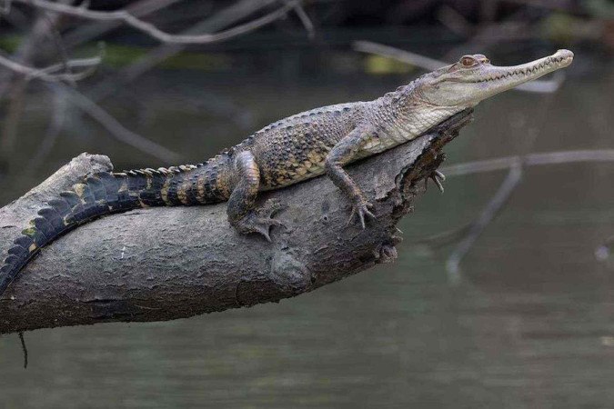 A coruja-das-torres do Príncipe emite um som bastante característico -  (crédito: WWF)