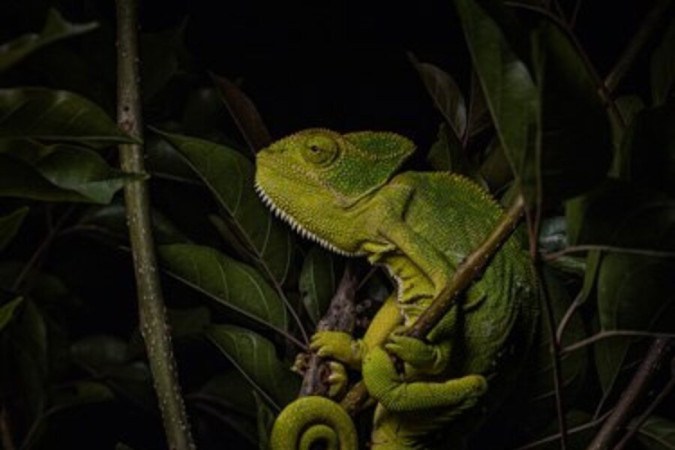 Foto dos camaleões finalistas da categoria 