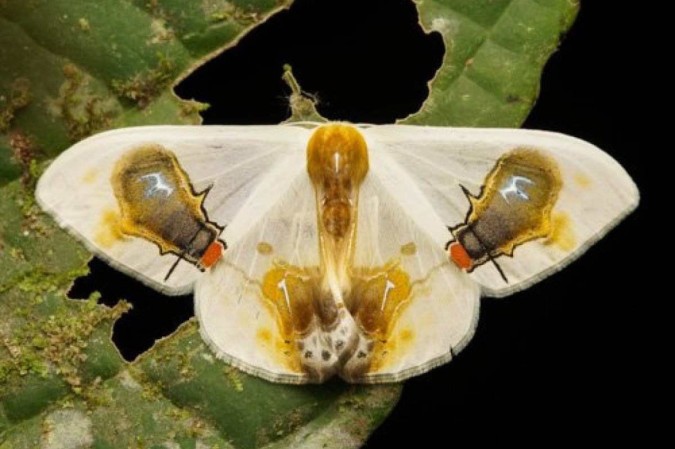 Mariposa macrocilix maia