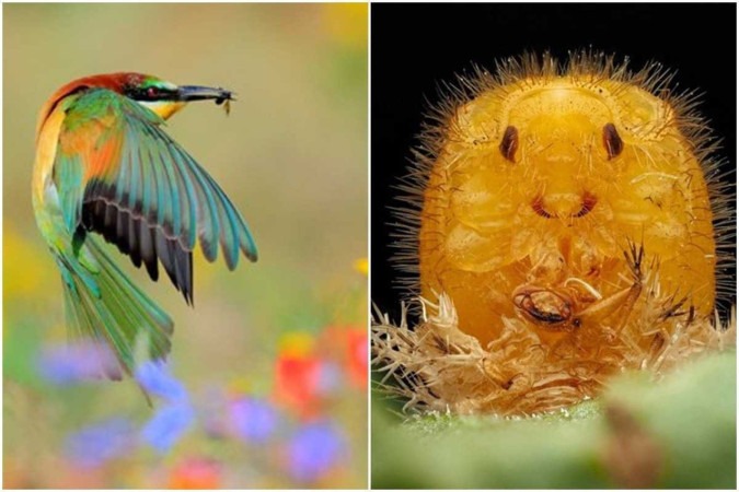 O concurso Close-up Photographer of the Year divulgou as imagens finalistas de sua 6ª edição
 -  (crédito: Divulgação/Andrés L. Dominguez Blanco e Aris Kolokontes)