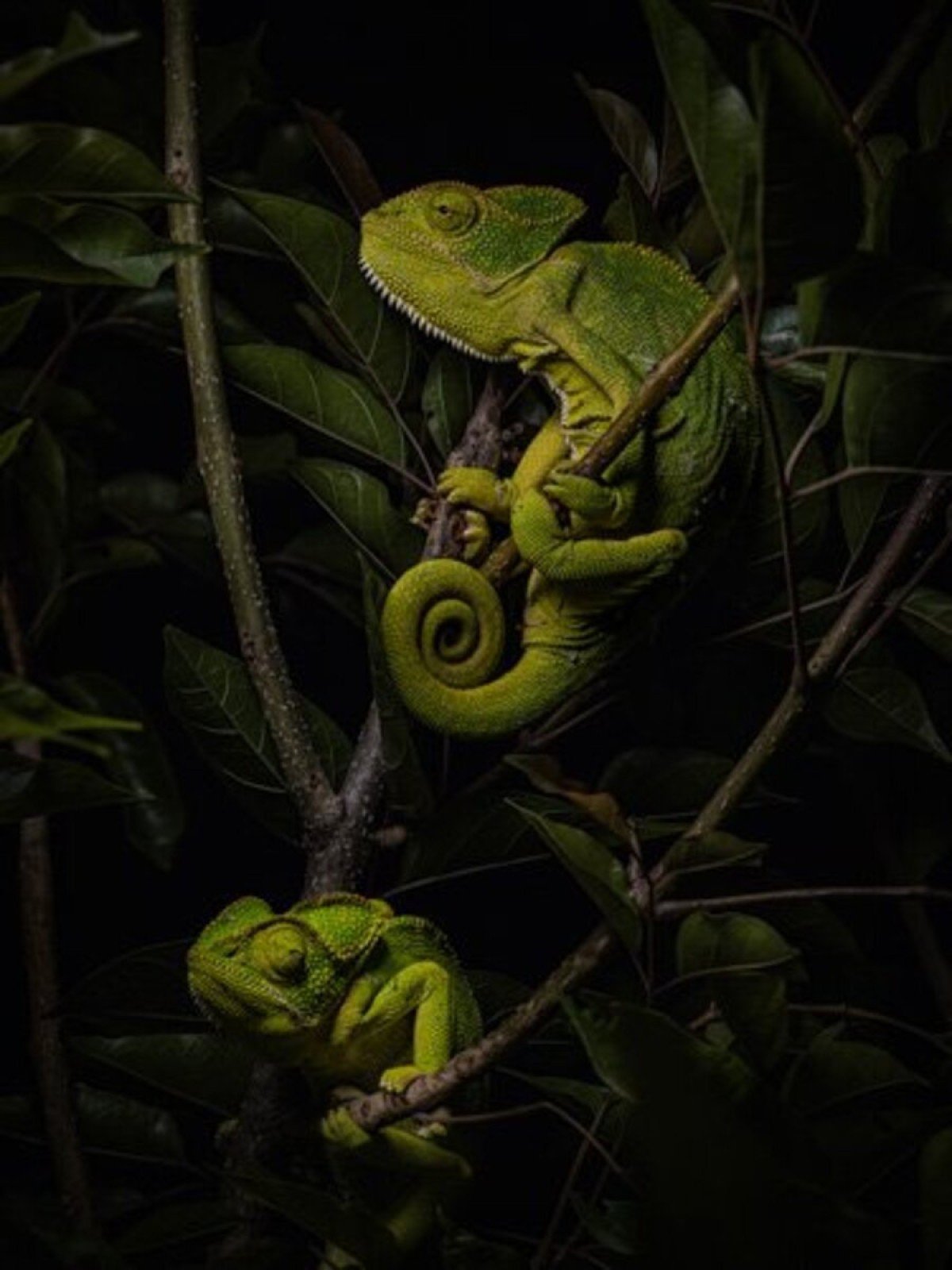 Foto de camaleões finalista na categoria "animais"