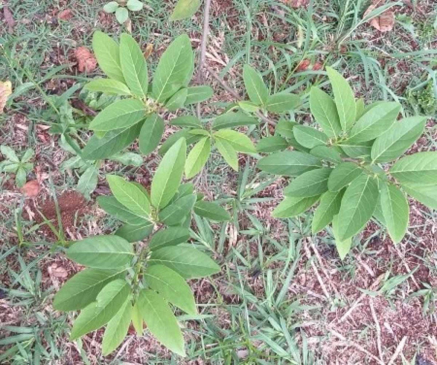 Cientistas brasileiros descobrem benefícios da fruta-do-conde para a saúde