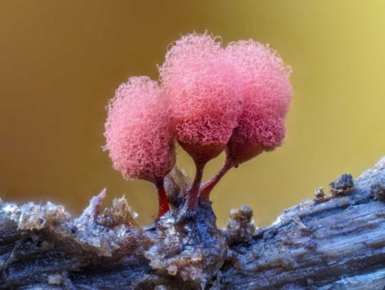 Fungo da espécie Arcyria sp