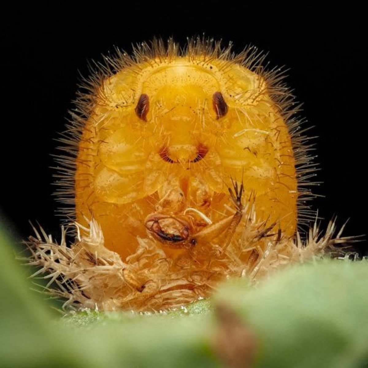 Foto de pupa de besouro joaninha abóbora