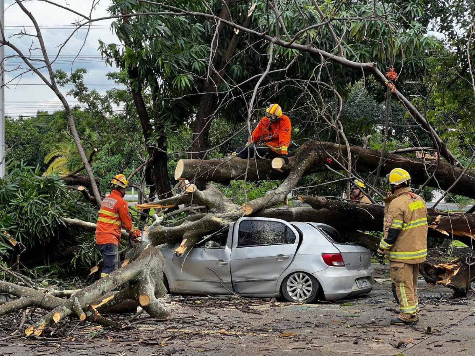 Árvore cai sobre carros no Sudoeste nesta terça-feira (3/12)