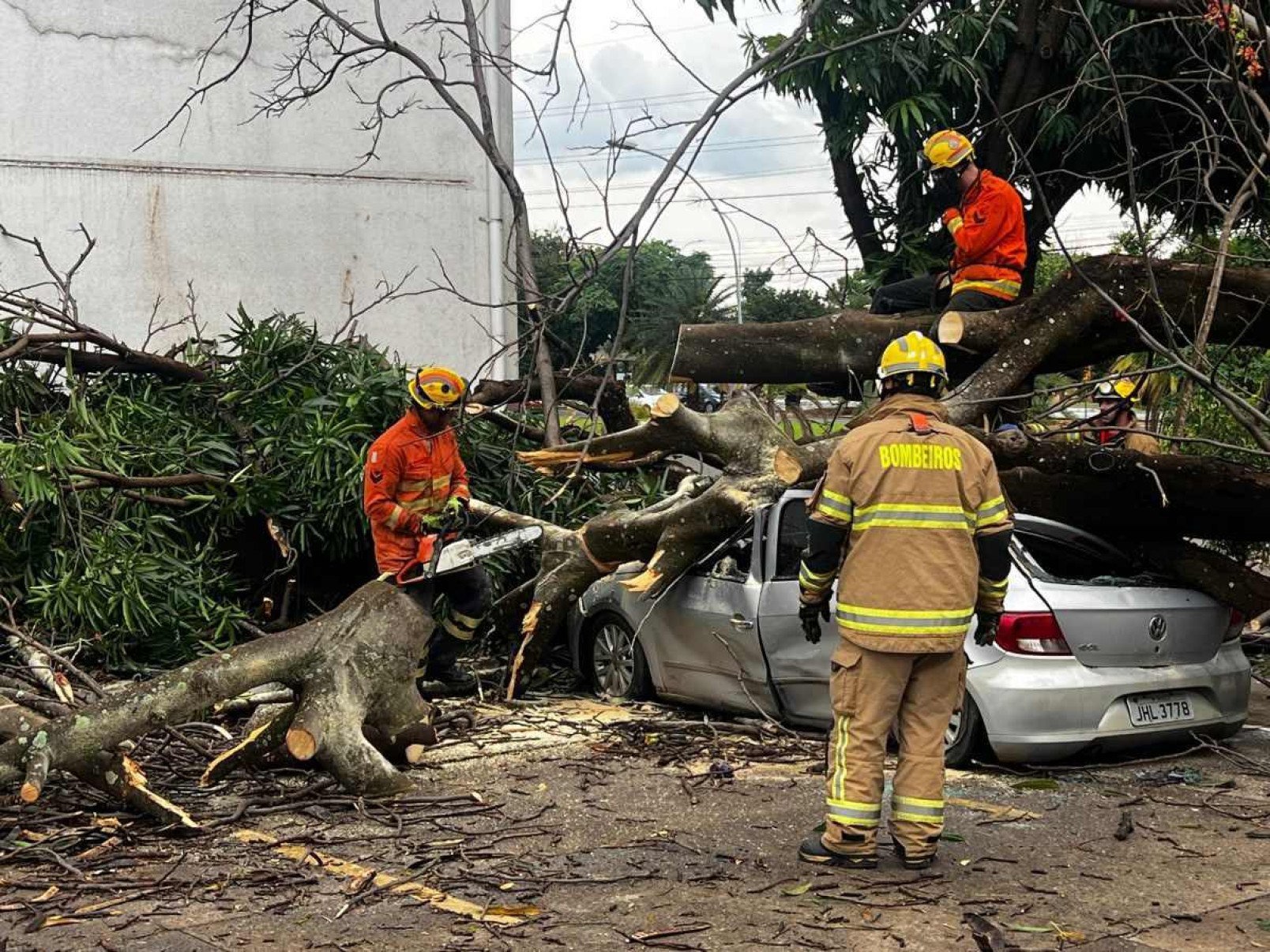 Árvore cai sobre carros no Sudoeste nesta terça-feira (3/12)
