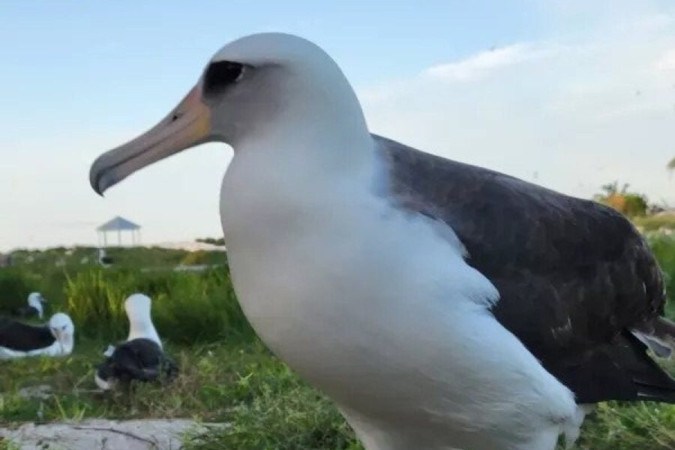 Wisdom foi identificada por biólogos depois de ter colocado um ovo no Atol Midway, em 1956 -  (crédito: Reprodução/Serviço de Pesca e Vida Selvagem dos EUA )