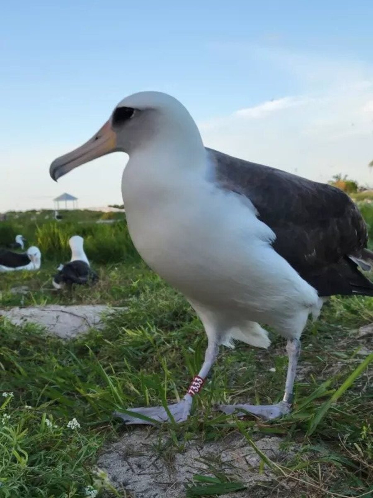 Ave selvagem mais velha do mundo choca ovo aos 74 anos