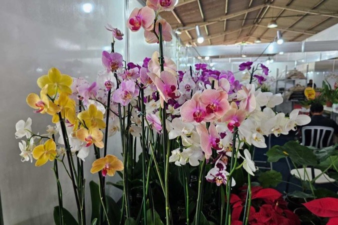 Mais de 100 produtores estarão presentes, oferecendo uma vasta variedade de plantas e flores -  (crédito: Divulgação/FestFlor Brasil)