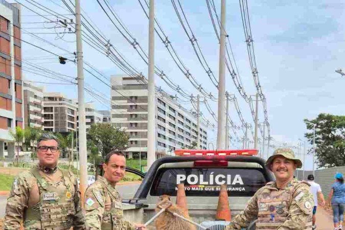 A capivara, que estava em um bloco residencial do Noroeste, foi devolvida com segurança à natureza - (crédito: BPMA) A capivara, que estava em um bloco residencial do Noroeste, foi devolvida com segurança à natureza - (crédito: BPMA)