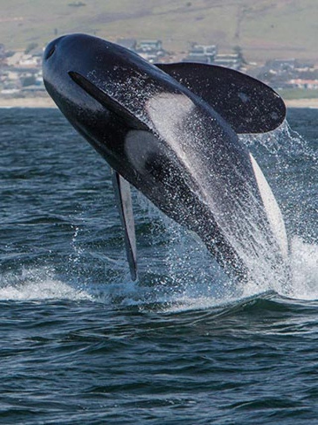 Estudo descobre como orcas fazem para caçar o maior peixe do mundo