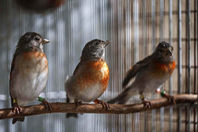 Pássaro venezuelano endêmico foi exterminado pelo tráfico ilegal, especialmente para cruzá-lo com canários para obter híbridos avermelhados, bem como pela destruição de seu habitat -  (crédito: Reprodução/Federico PARRA / AFP)