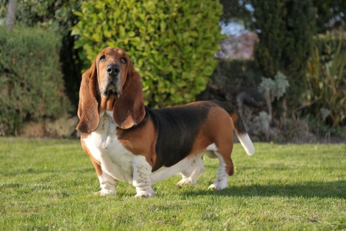 O basset hound é um cachorro que se destaca pela aparência e comportamento (Imagem: Marcelino Pozo Ruiz | Shutterstock) -  (crédito: EdiCase)