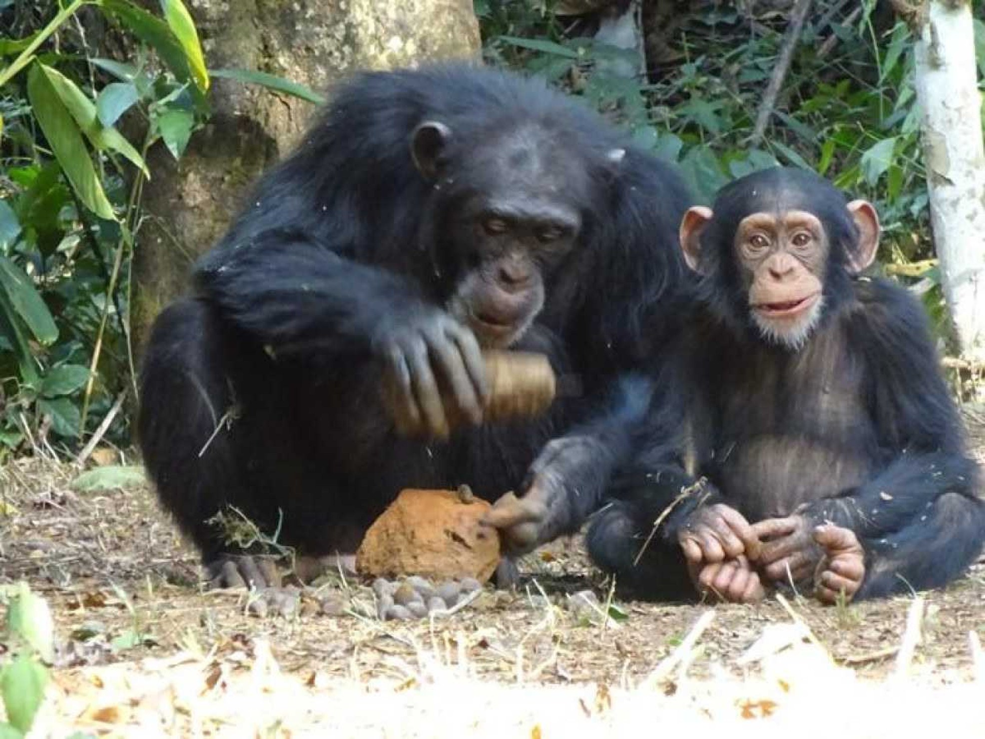 Chimpanzés têm habilidades complexas, aponta pesquisa