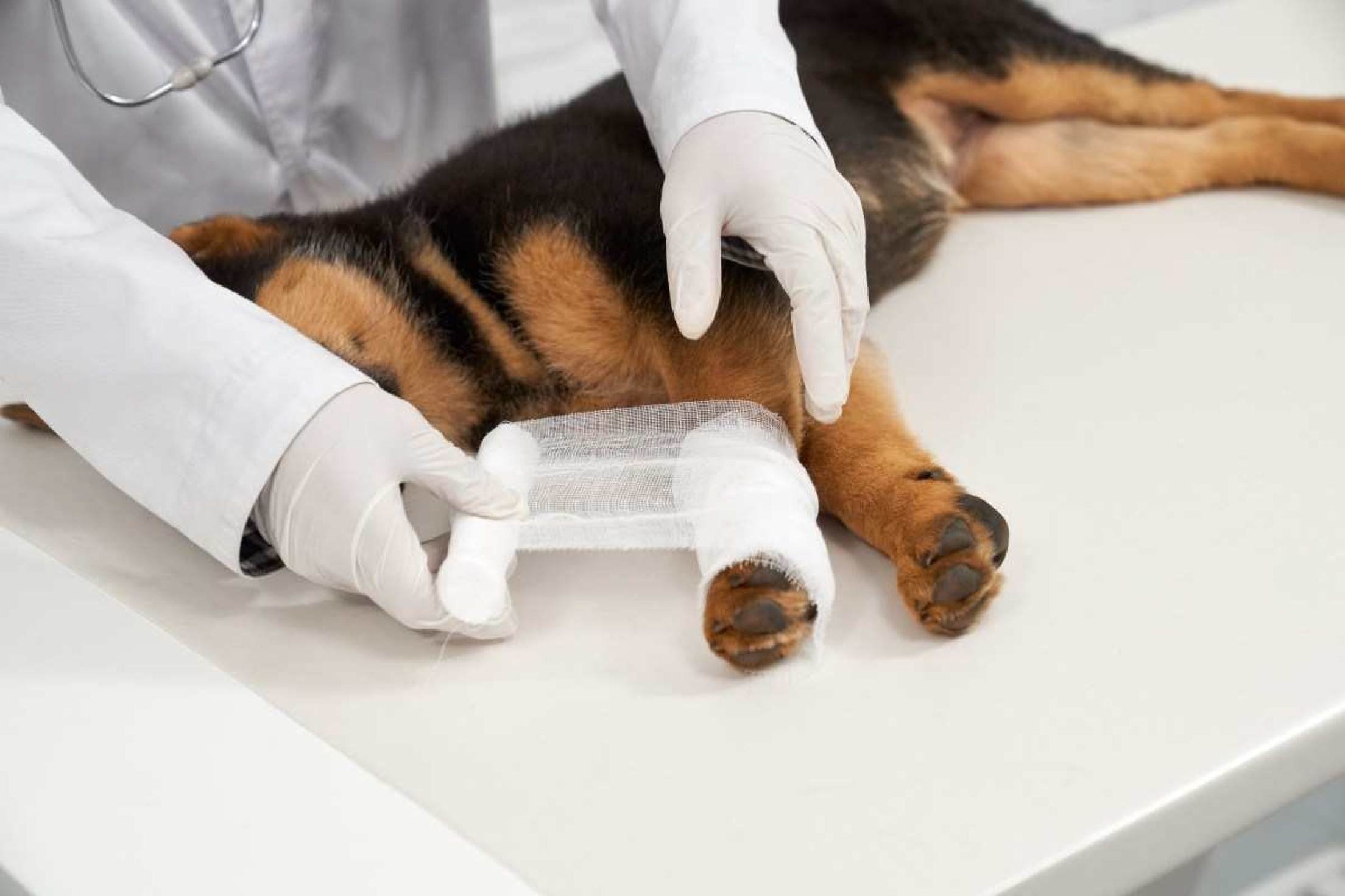 Alerta Vermelho: confira as precauções e tratamentos de queimaduras em pets