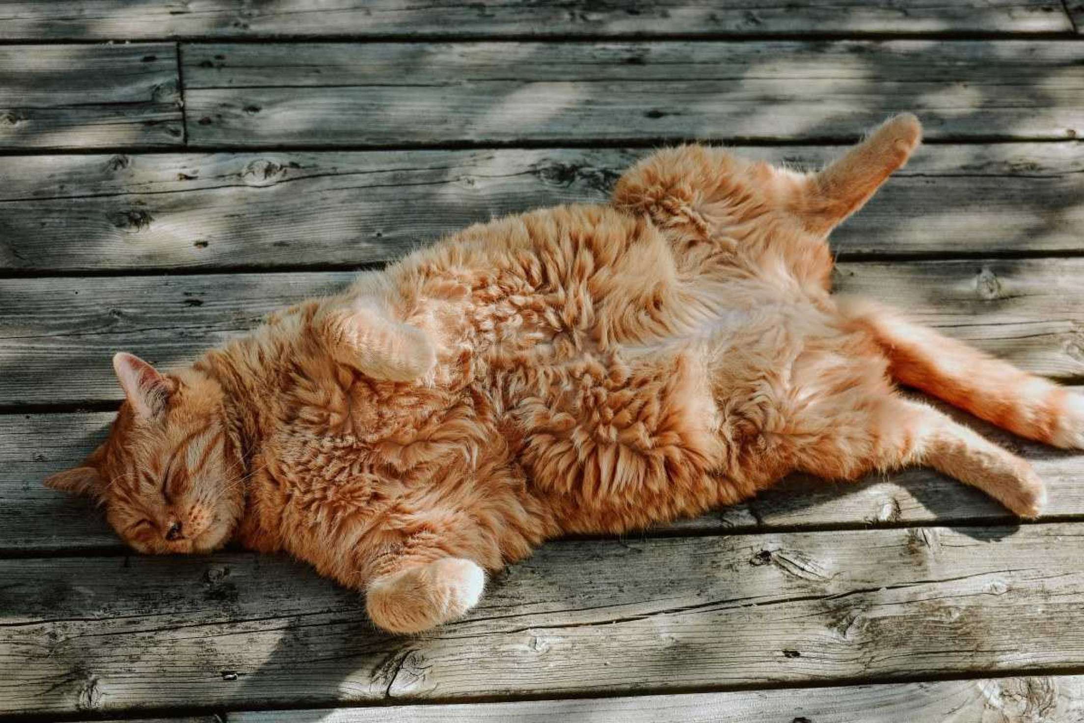 O segredo do Garfield: ciência desvenda mistério dos gatos laranja 