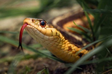 O verão combina calor intenso e aumento da umidade, condições ideais para que cobras saiam em busca de alimento, abrigo e parceiros para reprodução  -  (crédito: Skyler Ewing de Pexels)