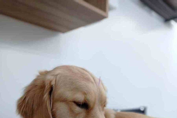 A acupuntura ajuda a aliviar dores e a tratar diversas condições dos animais