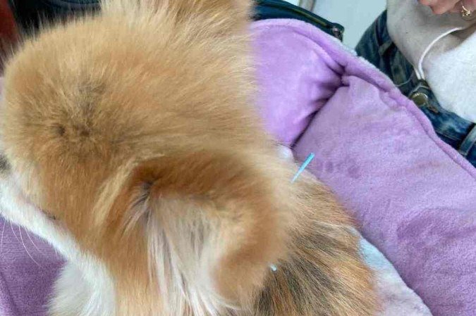 A acupuntura ajuda a aliviar dores e a tratar diversas condições dos animais