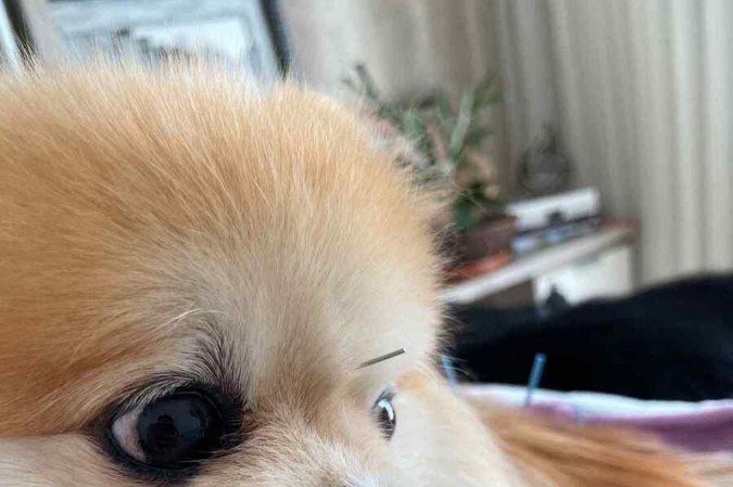 A acupuntura ajuda a aliviar dores e a tratar diversas condições dos animais