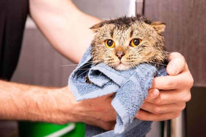 Os banhos relaxantes é importante para o bem-estar dos animais