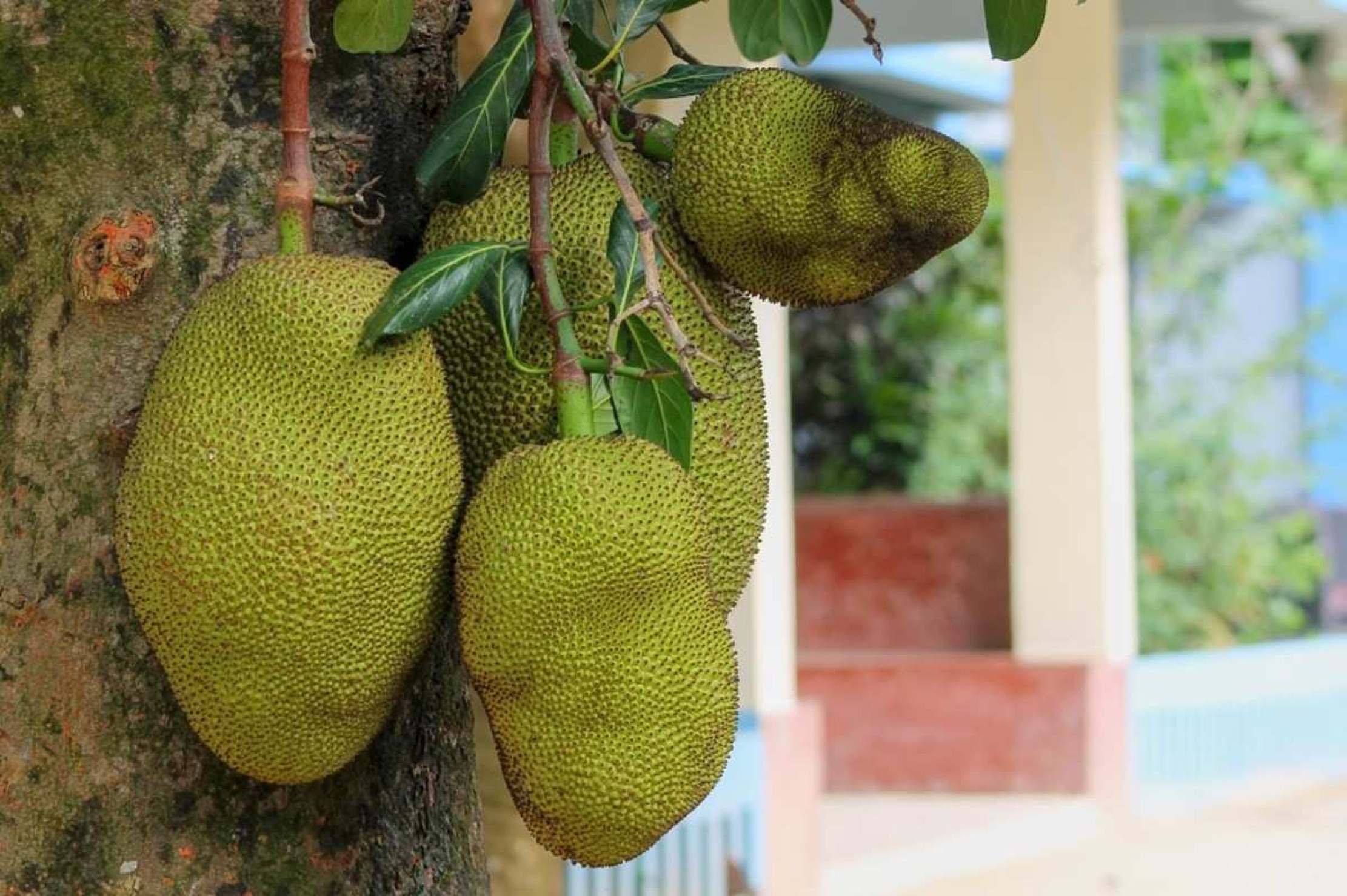 Jaca é calórica? Todos os benefícios da fruta para a saúde