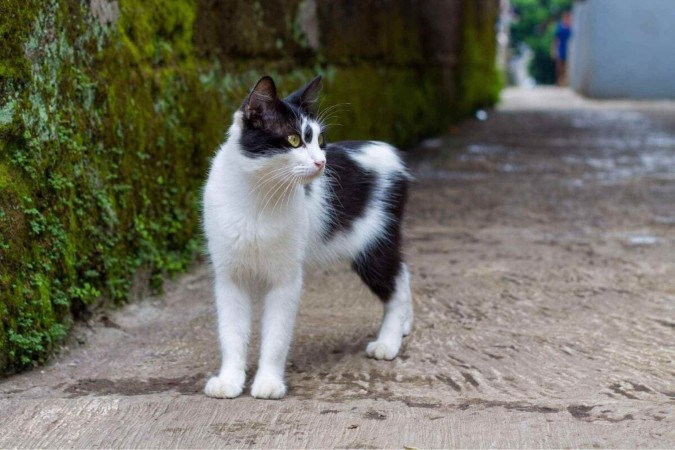 O gato manês tem uma aparência distinta e um temperamento encantador (Imagem: Atsupriatna24 | Shutterstock)  -  (crédito: EdiCase)