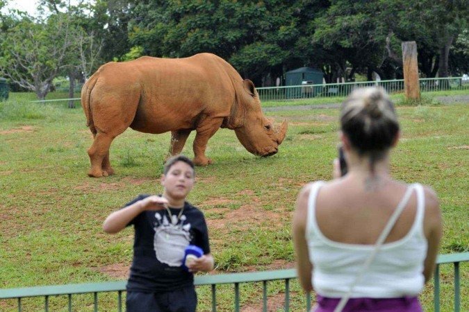  11/12/2024. Crédito: Minervino Júnior/CB/D.A Press. Brasil.  Brasilia - DF.  Opções de lazer nas férias escolares. Zoológico de Brasília. Rinoceronte.