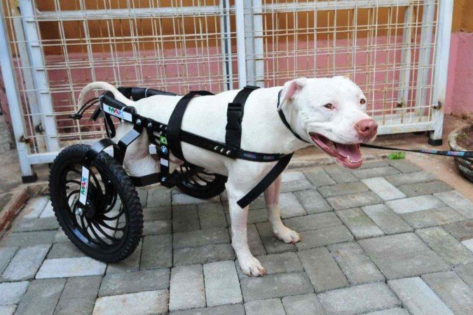 Sansão, pitbull que inspirou a criação da lei contra maus-tratos a animais, morreu nesta quarta-feira (11/12), após um mal súbito - (crédito: Gladyston Rodrigues/EM/D.A Press) Sansão, pitbull que inspirou a criação da lei contra maus-tratos a animais, morreu nesta quarta-feira (11/12), após um mal súbito - (crédito: Gladyston Rodrigues/EM/D.A Press)