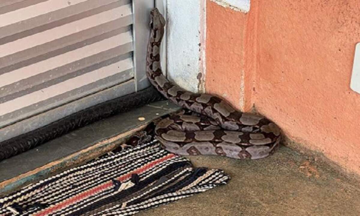 Serpente foi avistada por vizinhos a casa onde o animal procurou refúgio -  (crédito: CBMMG)