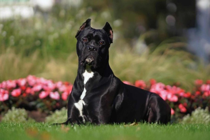 Diversas raças de cães se destacam por seu instinto de guarda e lealdade aos tutores (Imagem: Eudyptula | Shutterstock) -  (crédito: EdiCase)